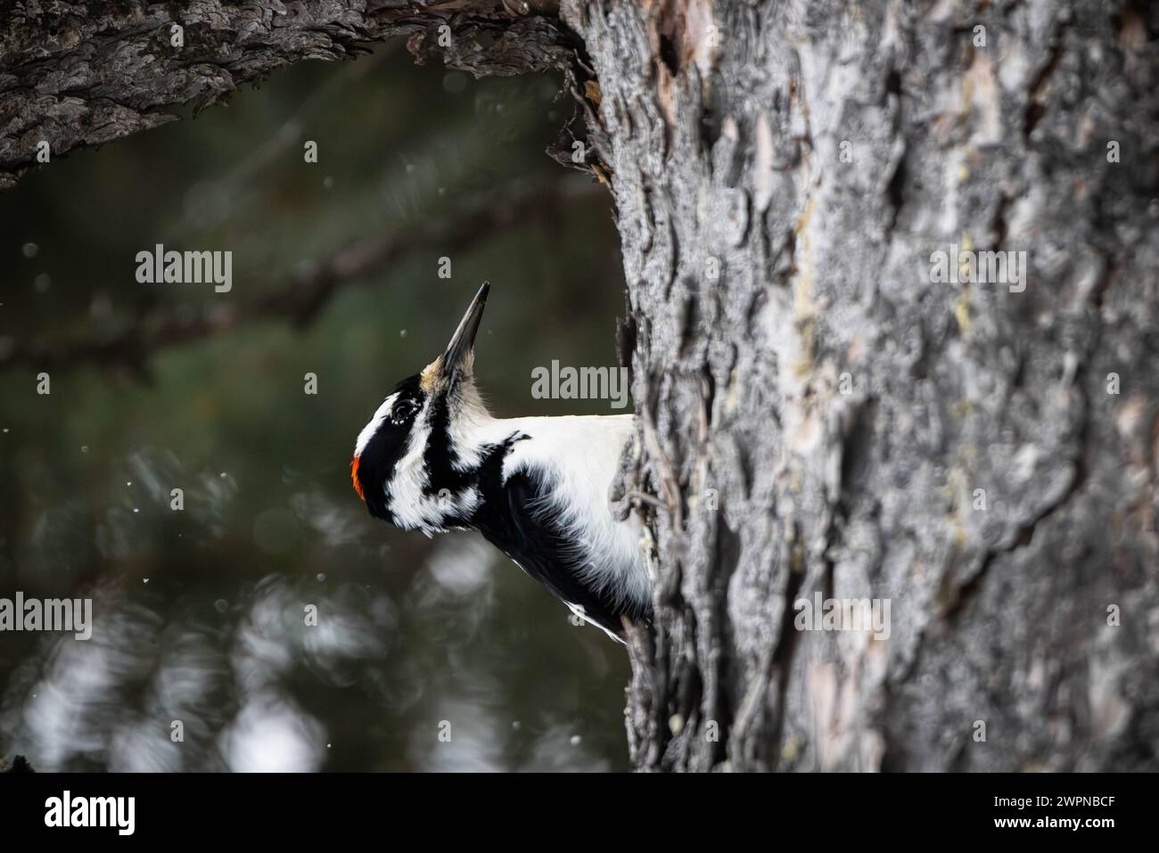 A hairy woodpecker looking up a tree as a light snow falls along the Hagen Trail. Bridger-Teton National Forest, Wyoming Stock Photo