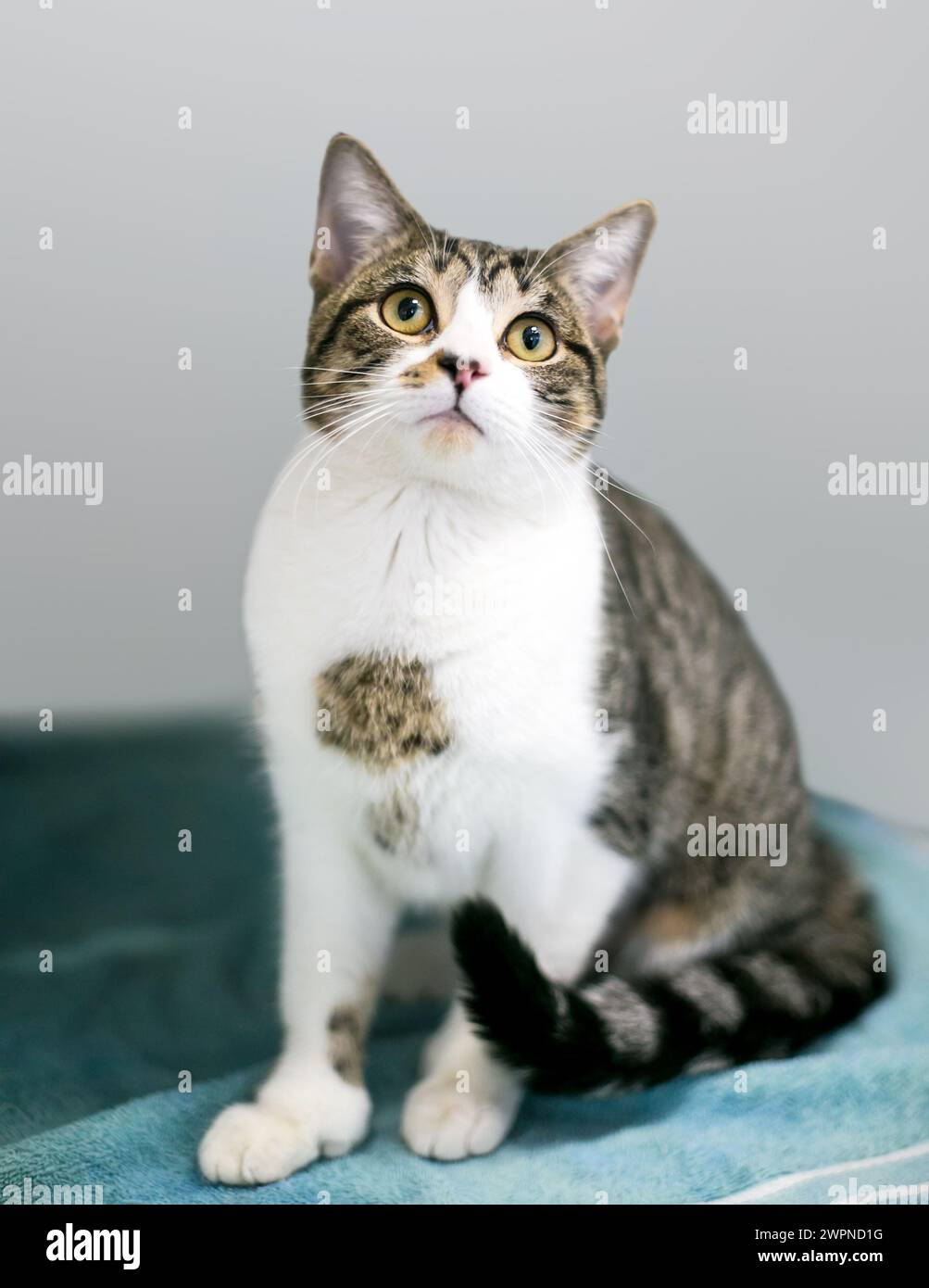 A polydactyl tabby domesic shorthair cat with extra toes Stock Photo