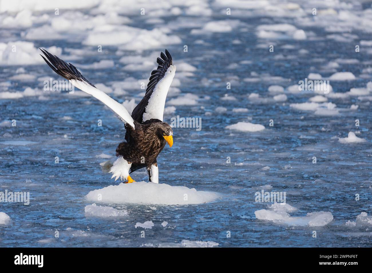Steller's Sea-eagle (Haliaeetus pelagicus), sea ice, Hokkaido (Japan) Stock Photo