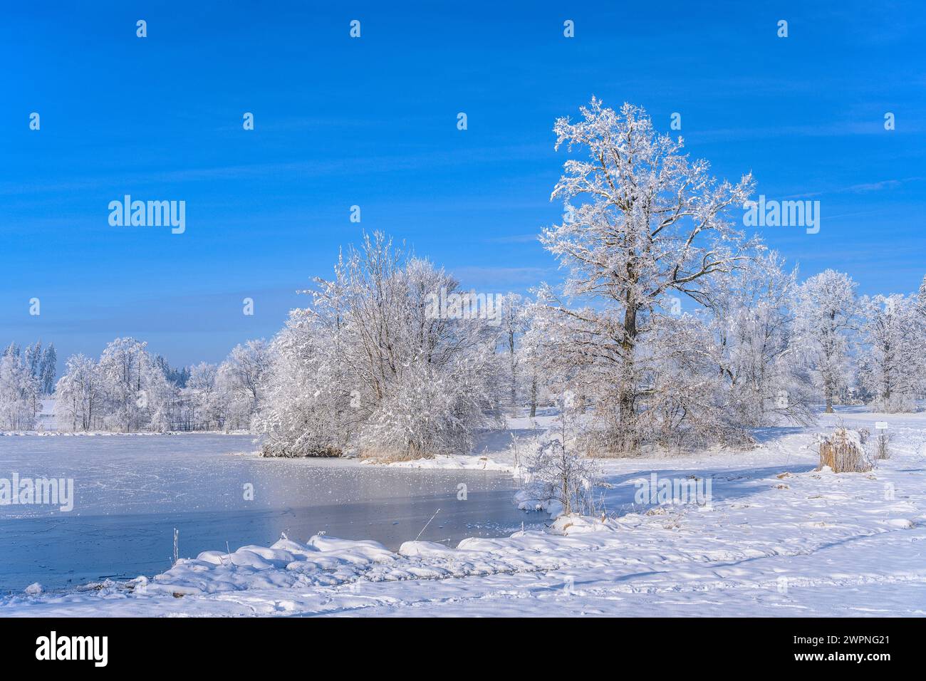 Germany, Bavaria, Pfaffenwinkel, Sindelsdorf, Riedener Weiher, winter landscape Stock Photo