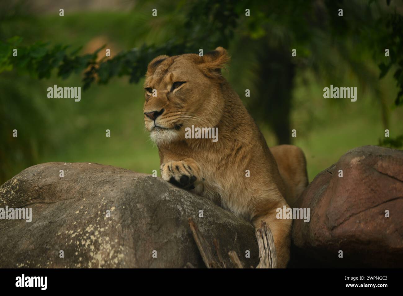 a lioness resting on a rock Stock Photo