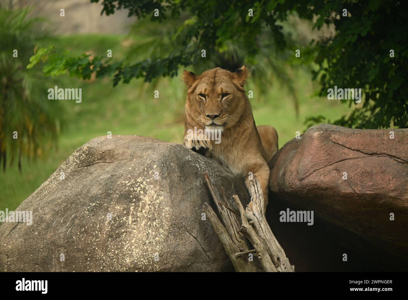a lioness resting on a rock Stock Photo