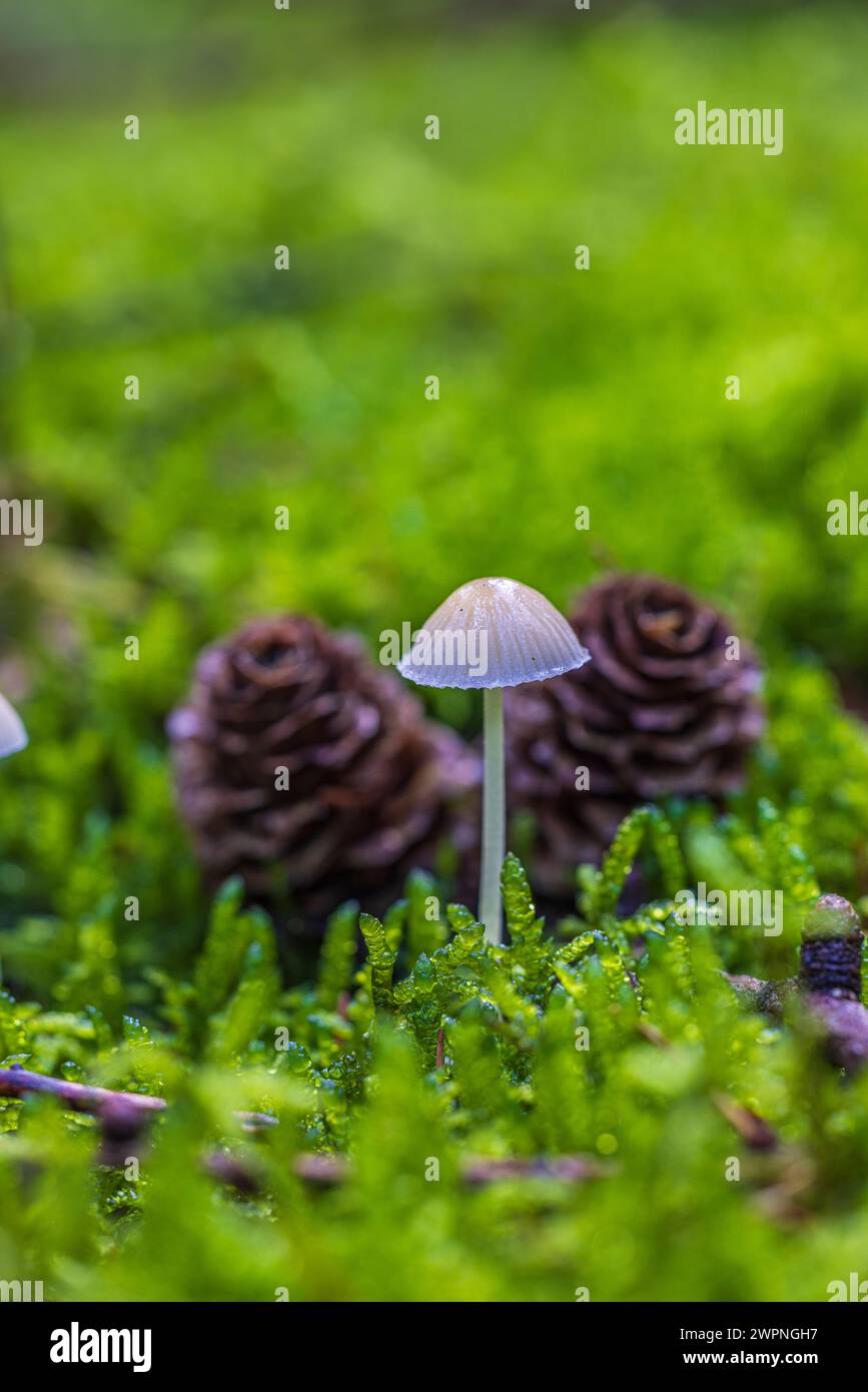 Macro photograph of two light-colored mushrooms, Mycena, growing in moss Stock Photo