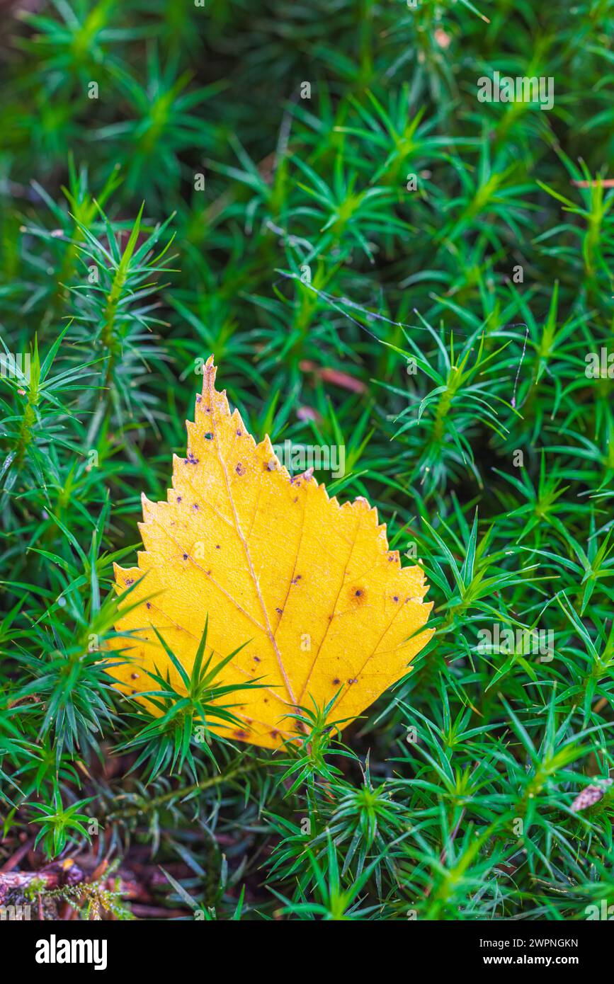 Fallen leaf on forest floor, nature in detail, forest still life Stock Photo