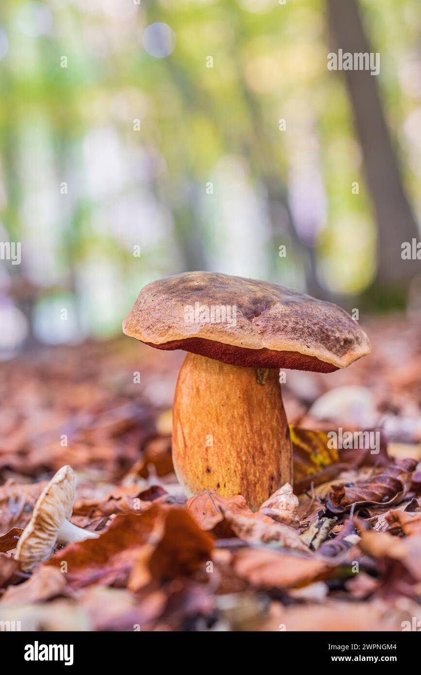 Chestnut mushroom with brown cap, Imleria badia Stock Photo