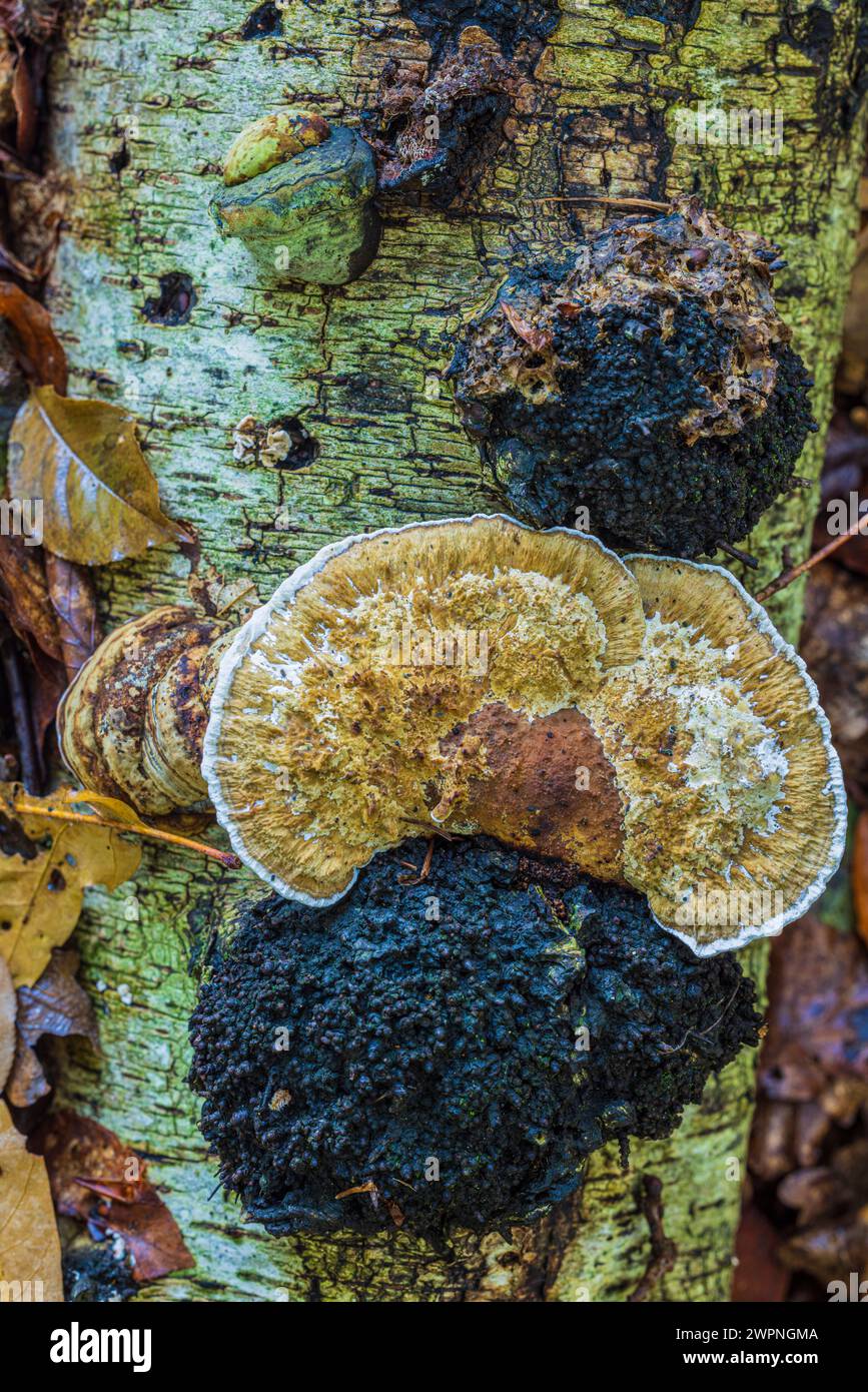 Birch spore on dead wood, nature in detail Stock Photo