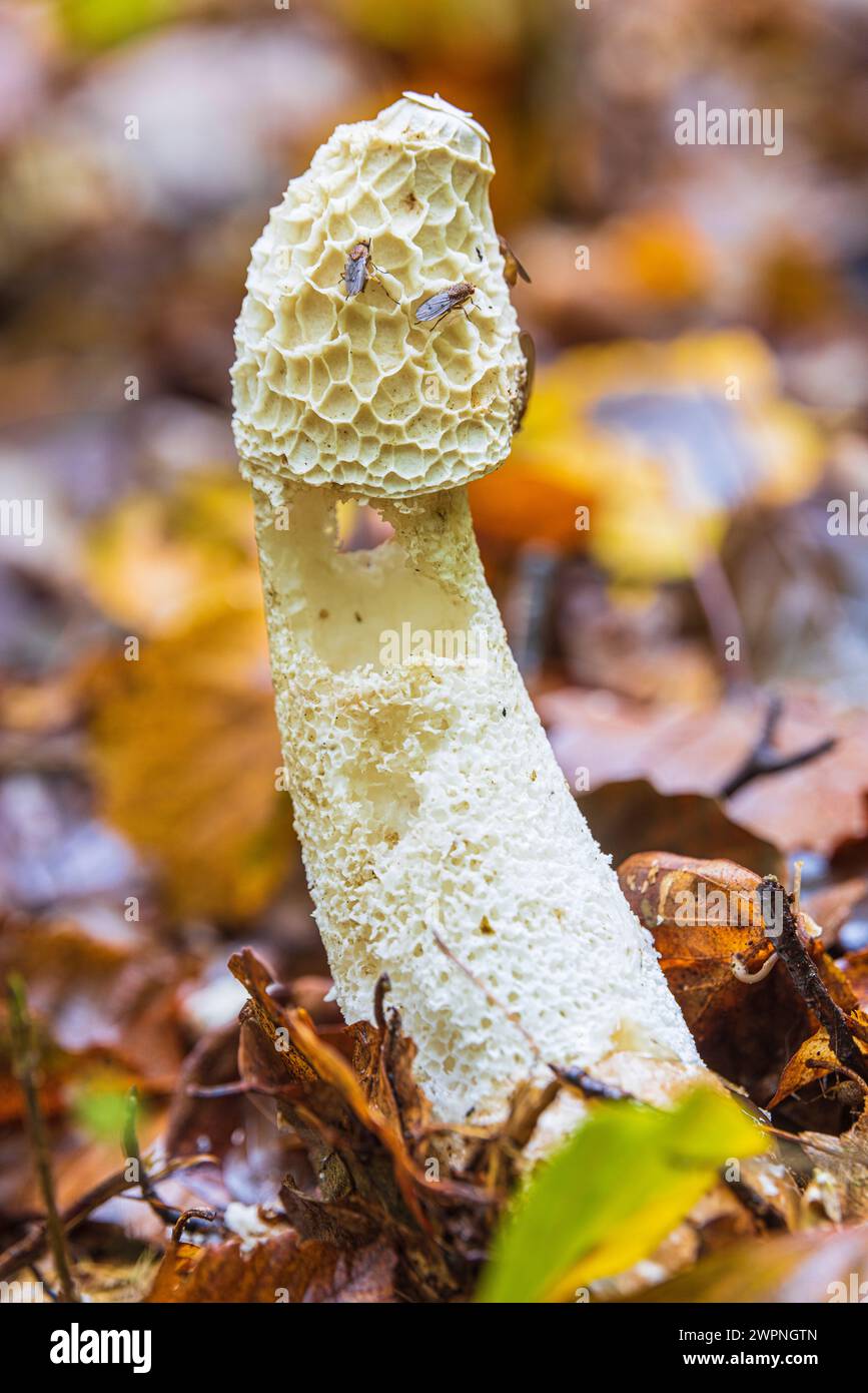 Common stinkhorn with flies Stock Photo