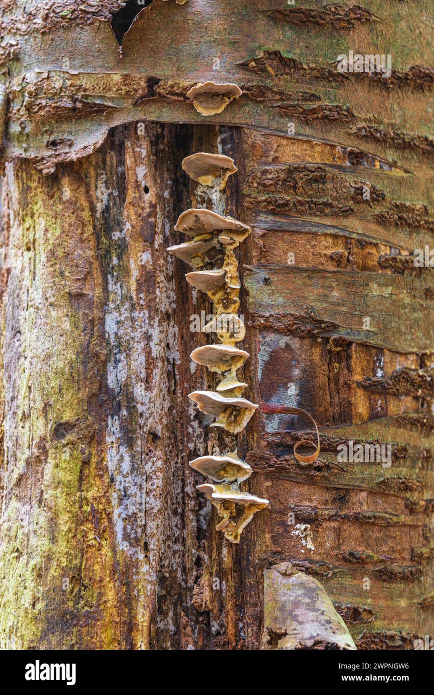 Mushrooms on a dead tree trunk Stock Photo