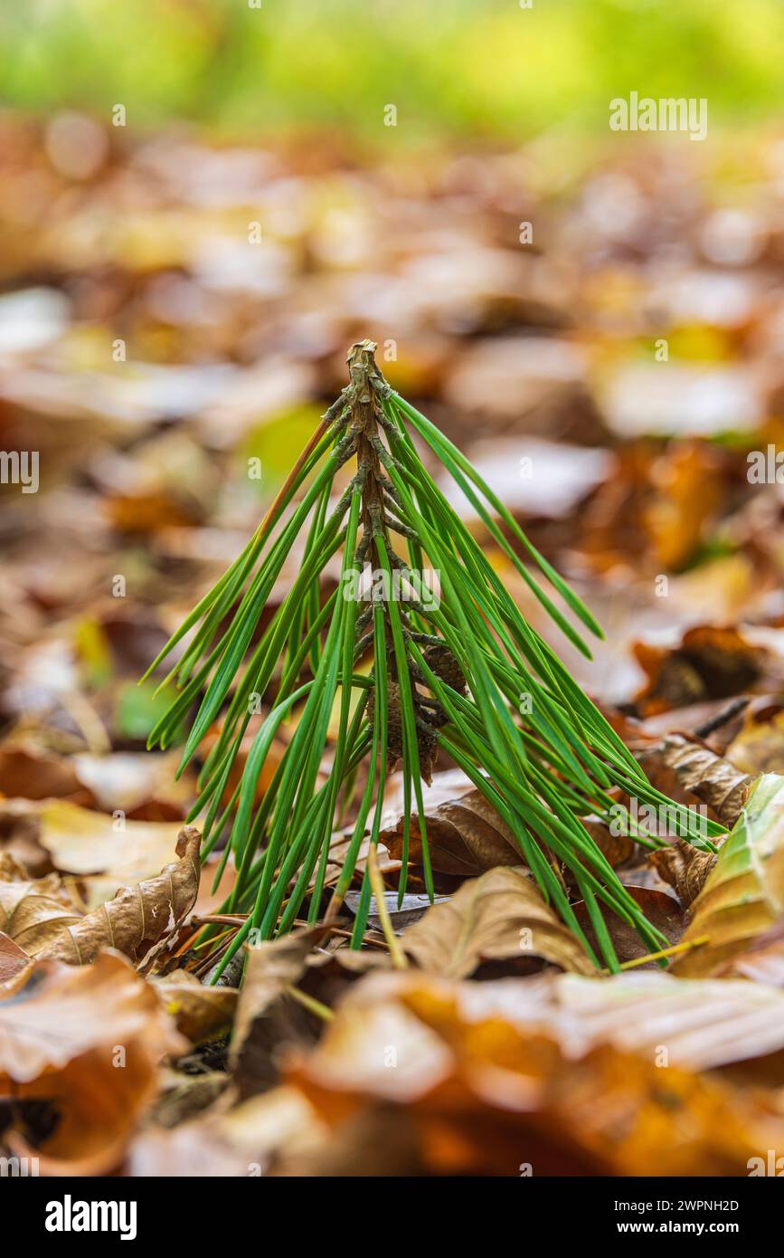 Fallen branch of a conifer, Nature in detail, Forest still life Stock Photo