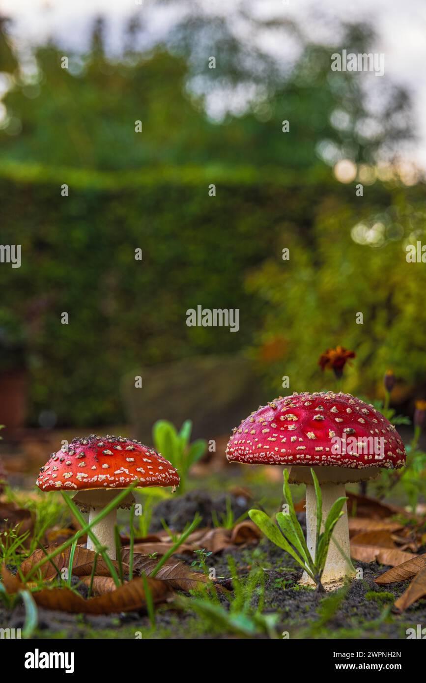 Fly agaric (Amanita muscaria), also known as red fly agaric, Stock Photo
