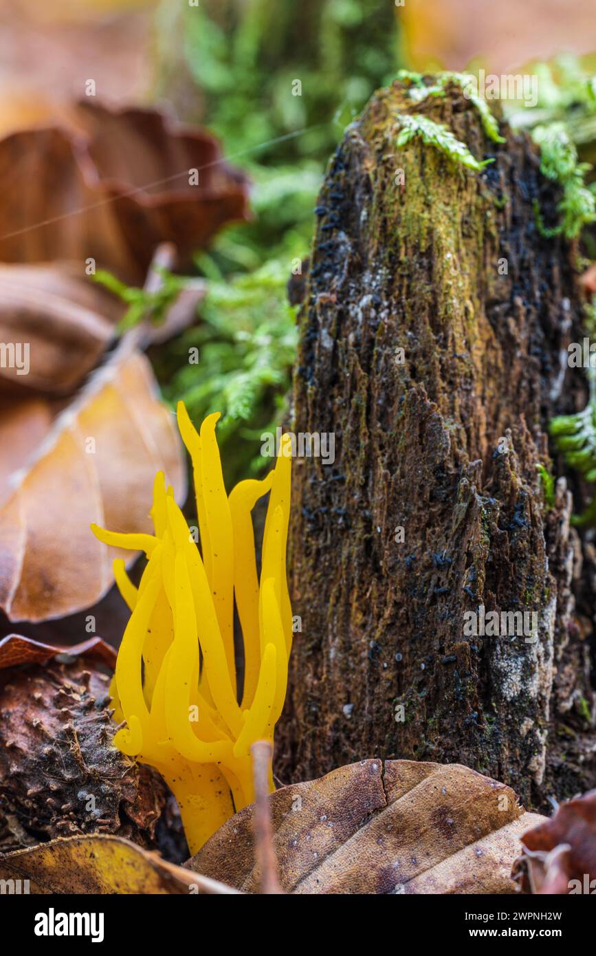 Bright yellow fruiting body of the sticky hornwort (Calocera viscosa), close-up, forest still life Stock Photo