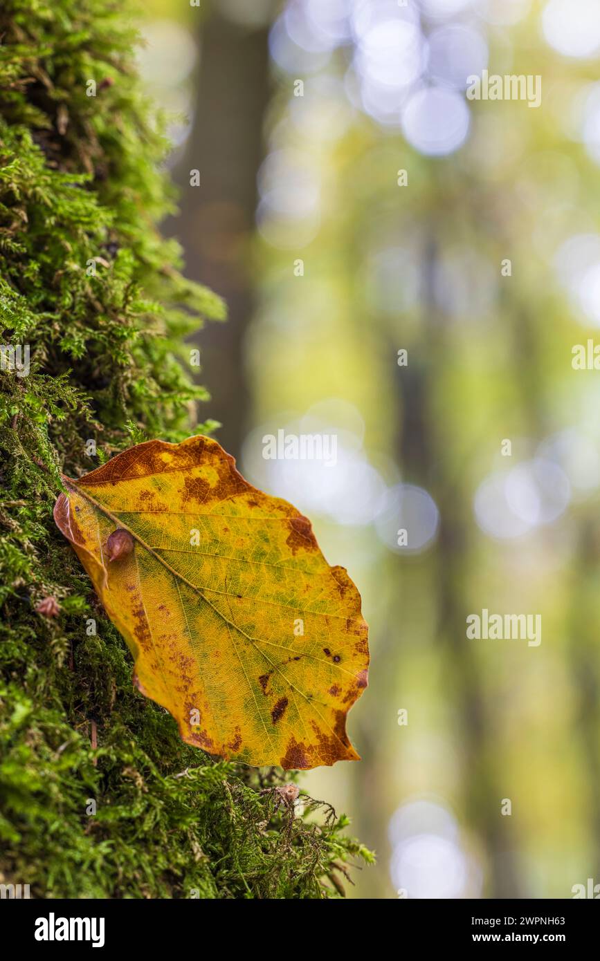 Fallen leaf, Nature in detail, Forest still life Stock Photo