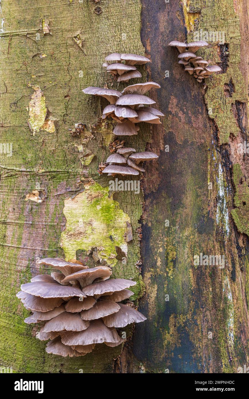 Oyster mushroom (Pleurotus ostreatus) on beech (Fagus sylvatica), edible, Emsland nature reserve - Der Biener Busch Stock Photo