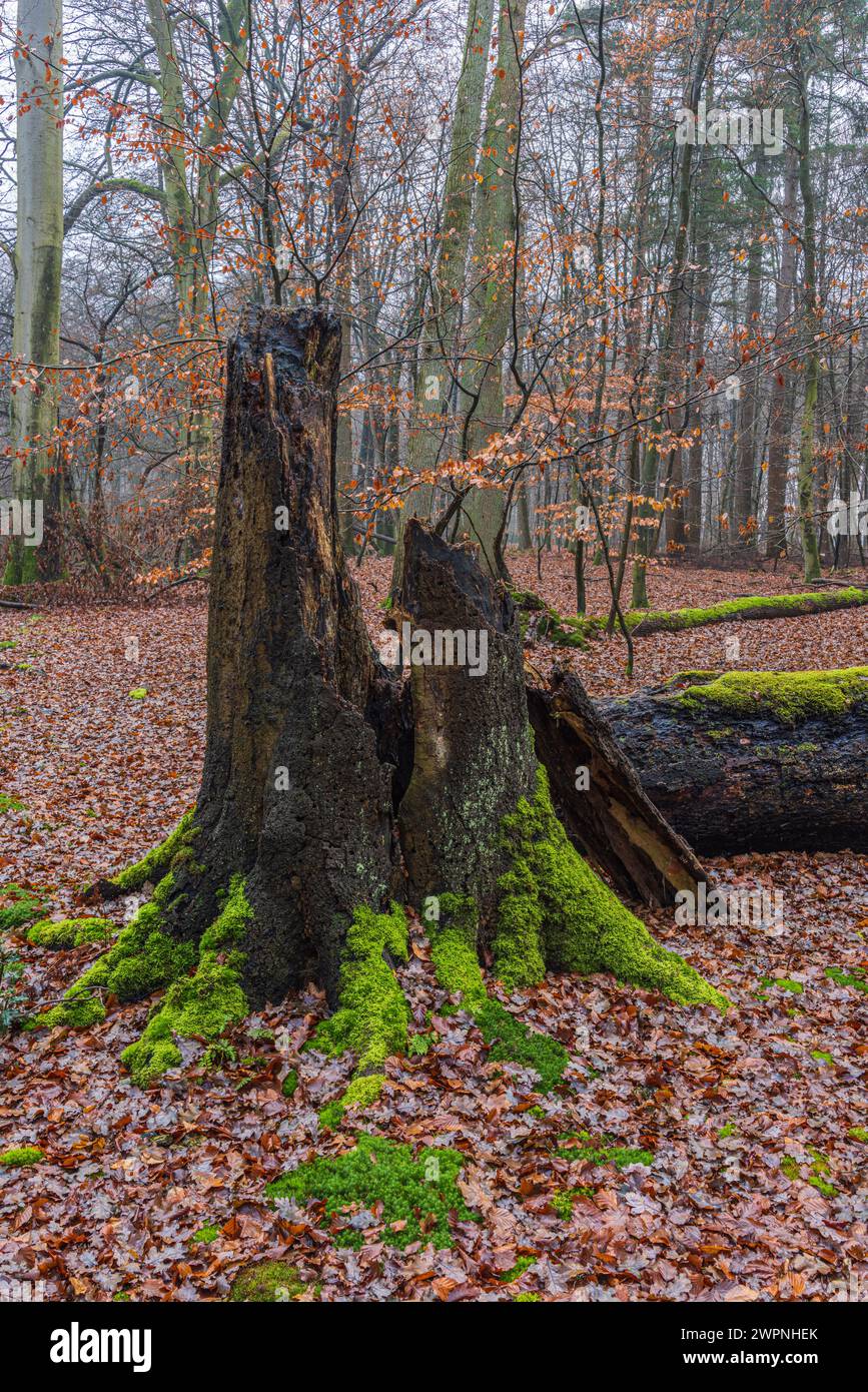 Very old beech tree hi-res stock photography and images - Alamy