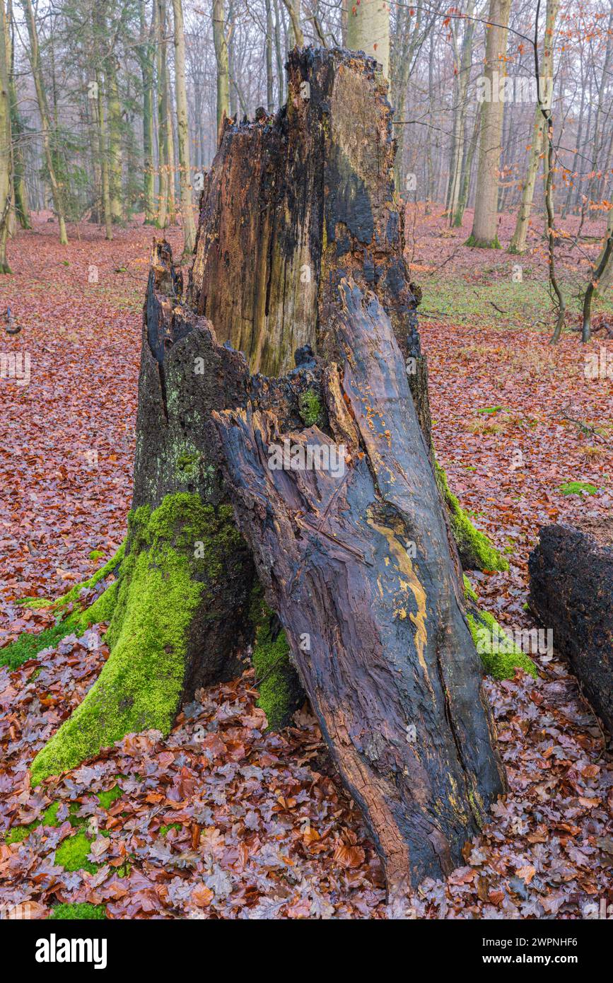 Very old beech tree hi-res stock photography and images - Alamy