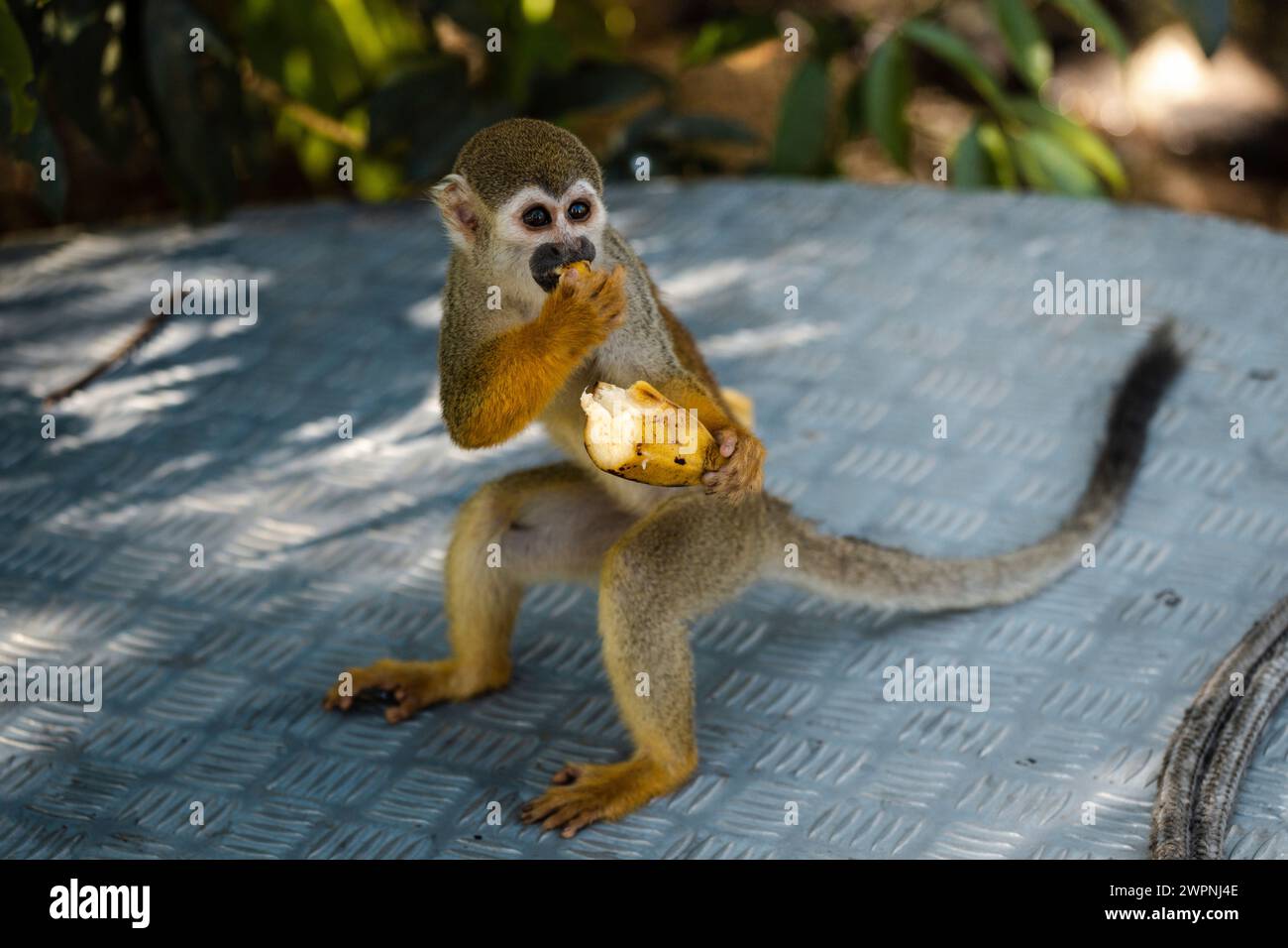 Monkey - Brazilian rainforest, Cruising the Amazon by boutique ship (MS Janganda) - River cruise Stock Photo