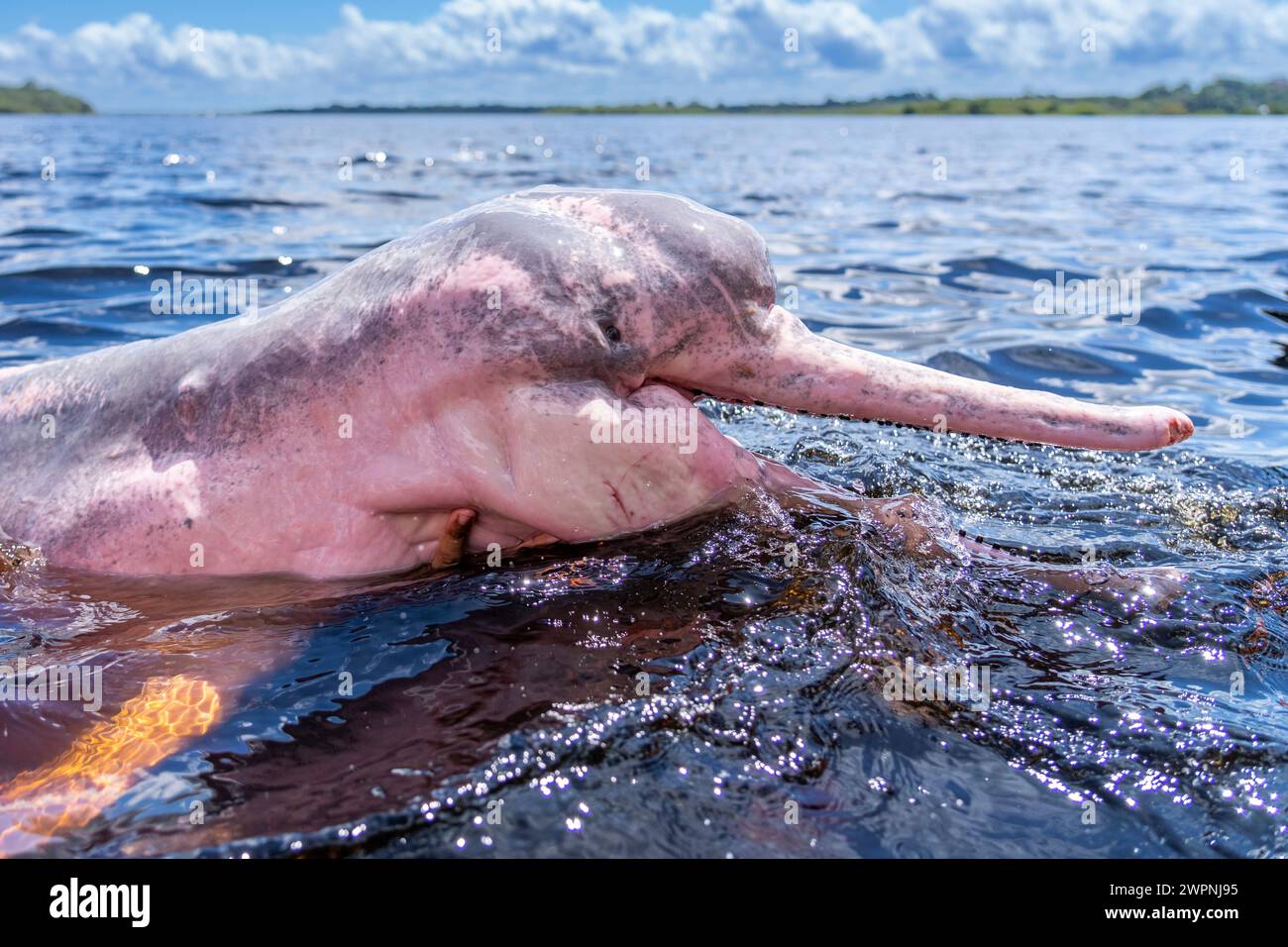 Pink dolphins in the Amazon - Brazilian rainforest, Cruising the Amazon on a boutique ship (MS Janganda) - River cruise Stock Photo