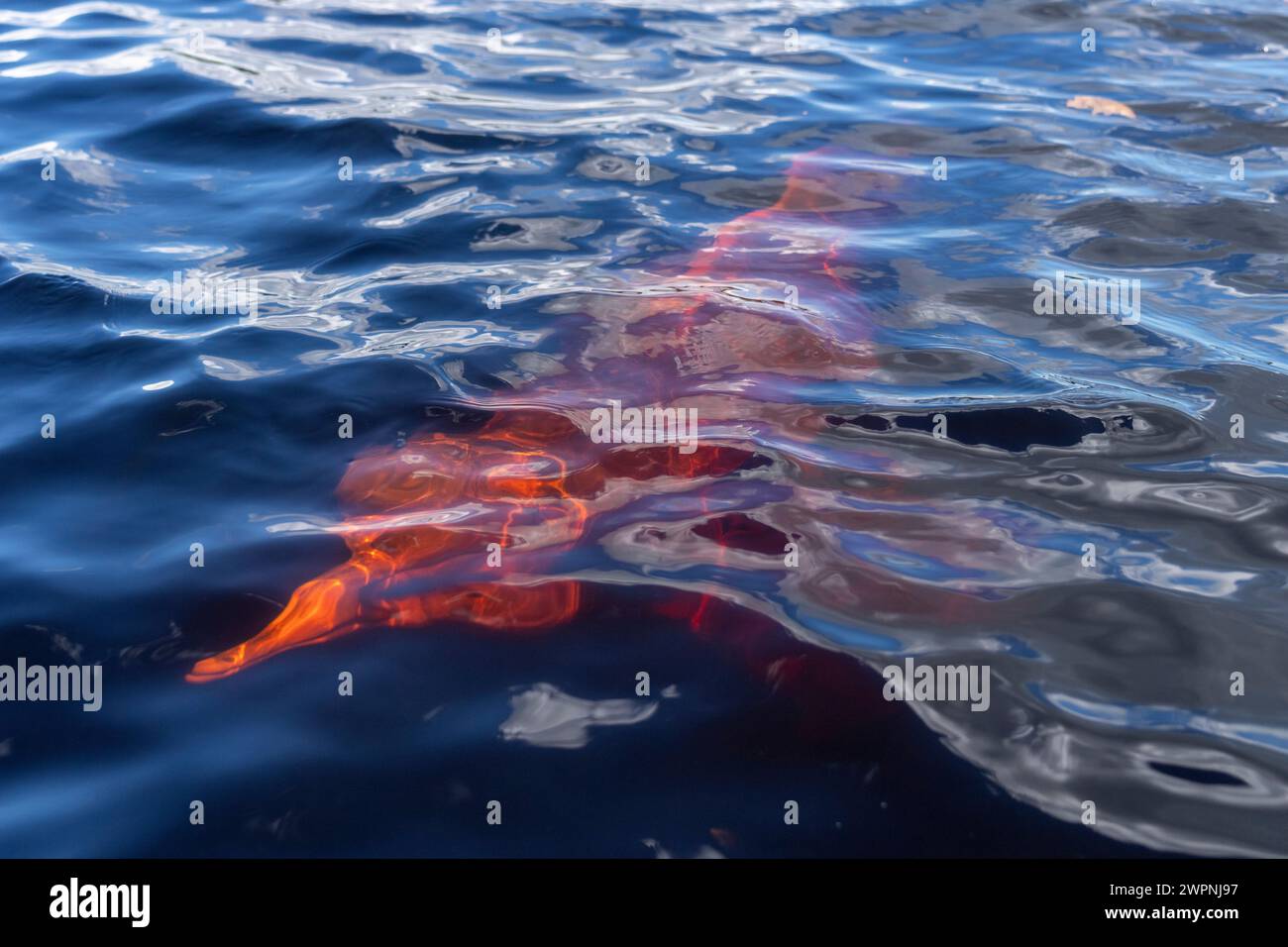 Pink dolphins in the Amazon - Brazilian rainforest, Cruising the Amazon on a boutique ship (MS Janganda) - River cruise Stock Photo