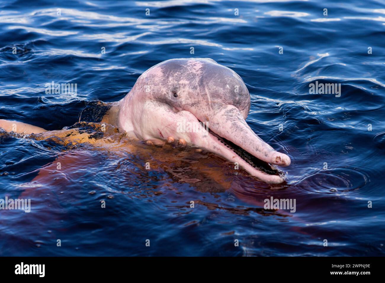 Pink dolphins in the Amazon - Brazilian rainforest, Cruising the Amazon on a boutique ship (MS Janganda) - River cruise Stock Photo