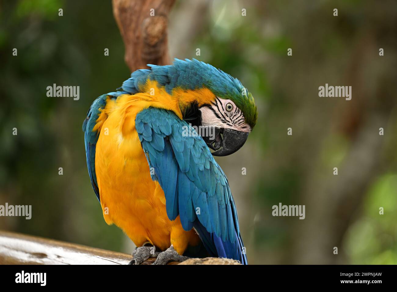 Stunning Blue And Yellow Macaw Parrot Destructive Behavior image