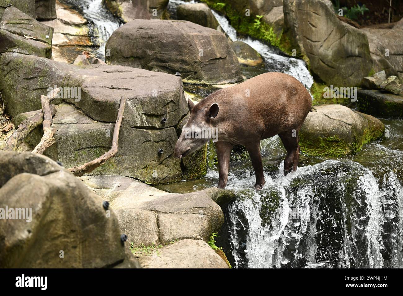 Tapir animal not illustration hi-res stock photography and images - Page 2  - Alamy