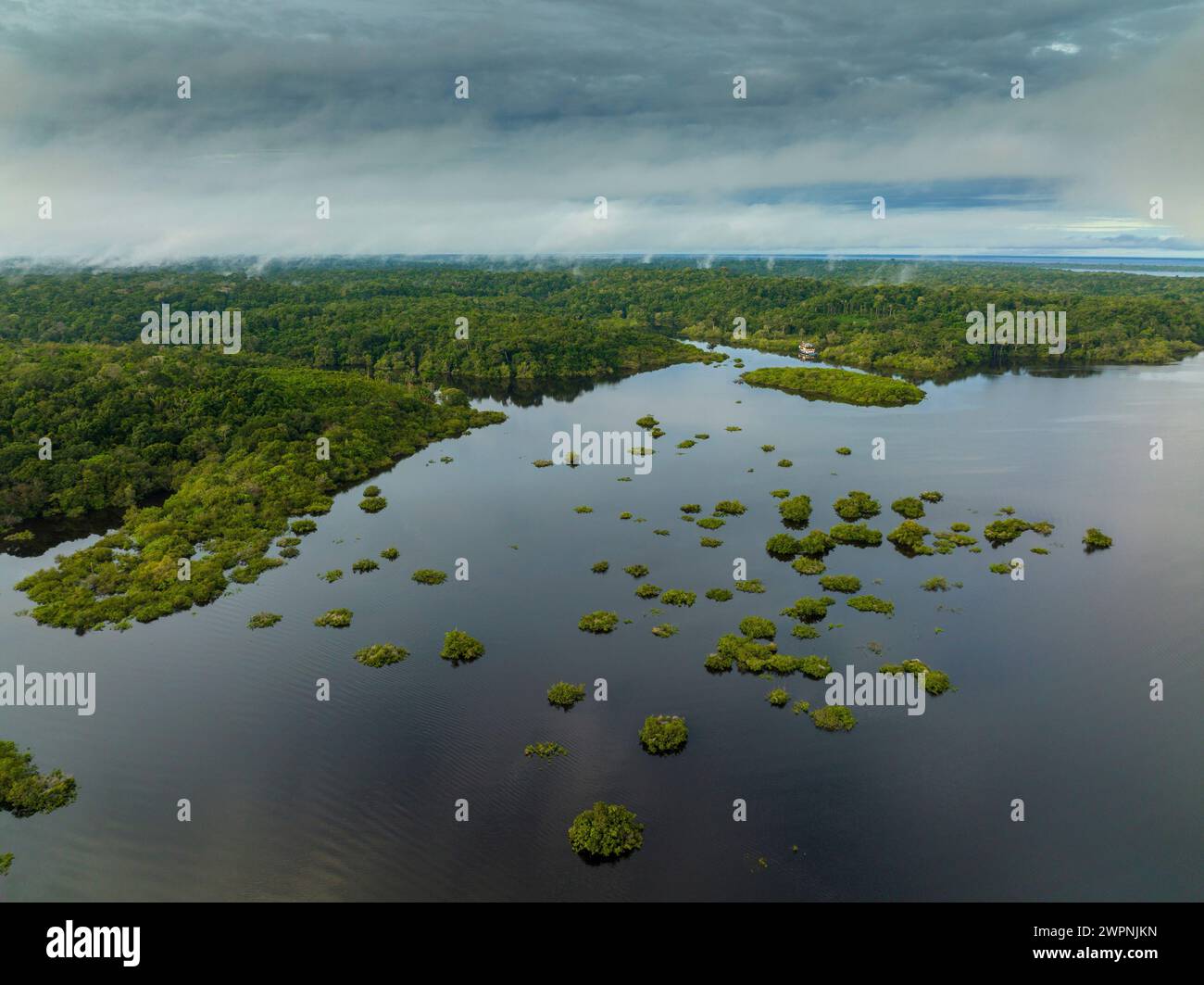 Brazilian rainforest, Amazon River, Brazil Stock Photo