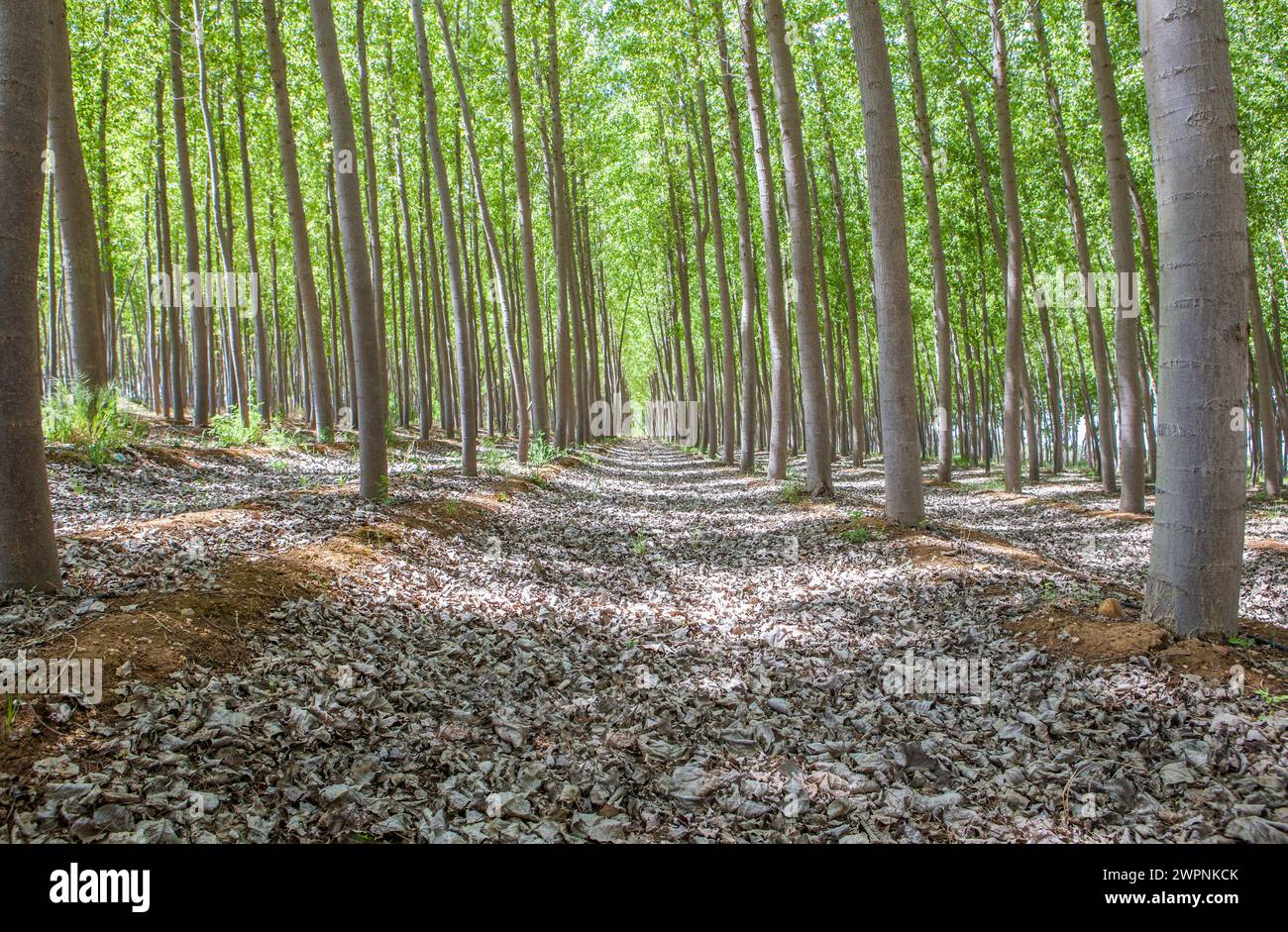 Poplar plantation on springtime. Poplar biomass production concept Stock Photo