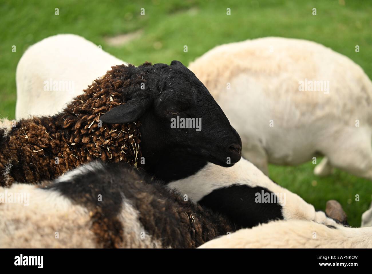 black sheep in the middle of the flock Stock Photo