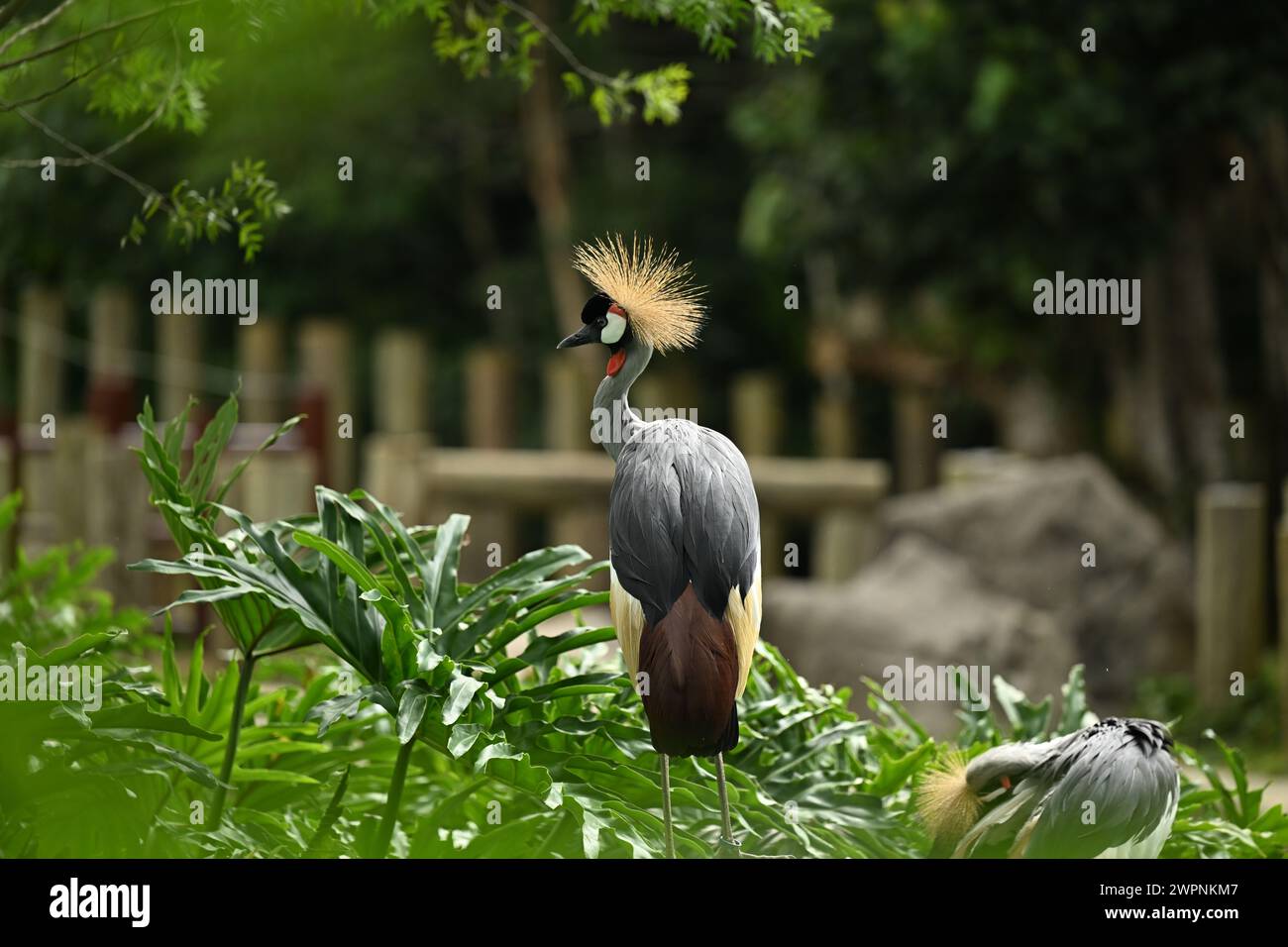 grey crowned crane or African crowned crane, golden crested crane Stock Photo