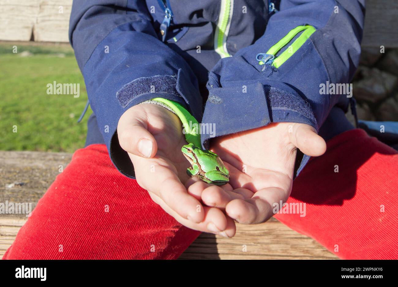 Child boy hands holding European tree frog or hyla arborea Stock Photo