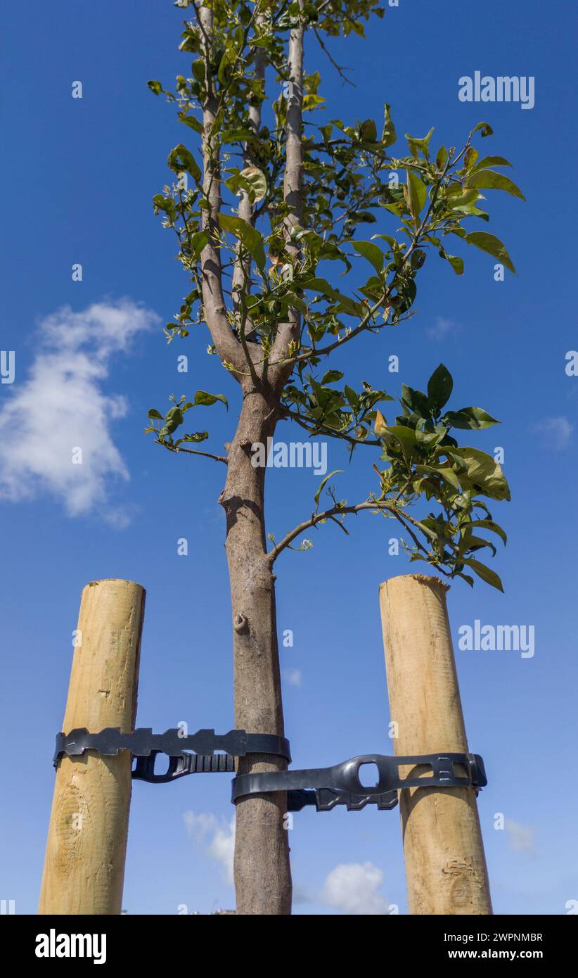 Young orange tree fixed with two takes and pvc belt. Blue sky Stock Photo