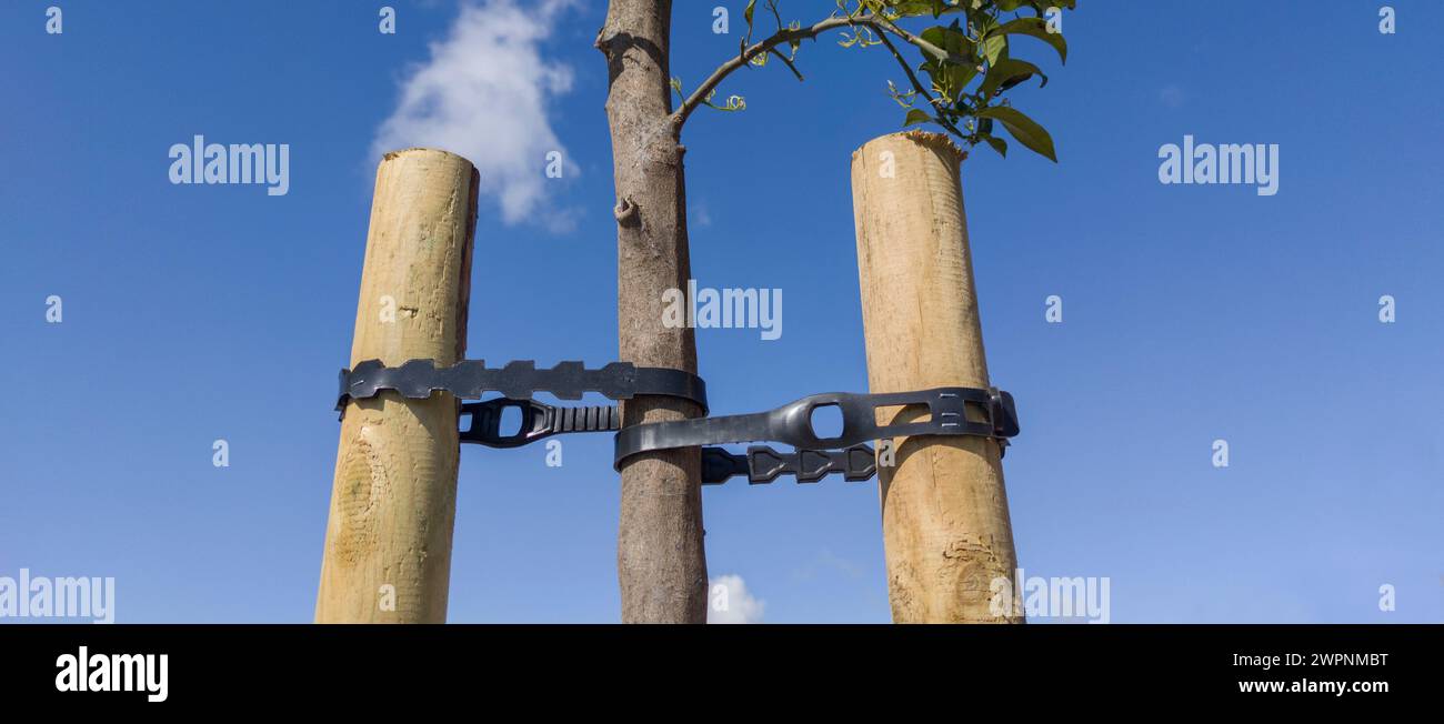 Young orange tree fixed with two takes and pvc belt. Blue sky Stock Photo
