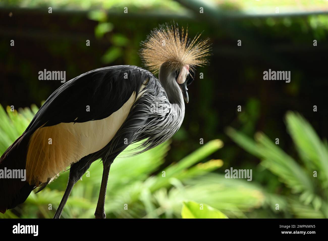 grey crowned crane or African crowned crane, golden crested crane Stock Photo