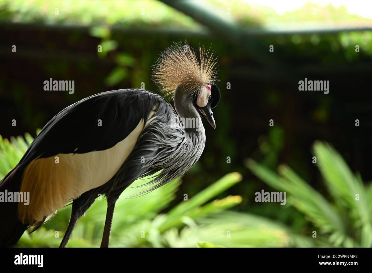 grey crowned crane or African crowned crane, golden crested crane Stock Photo