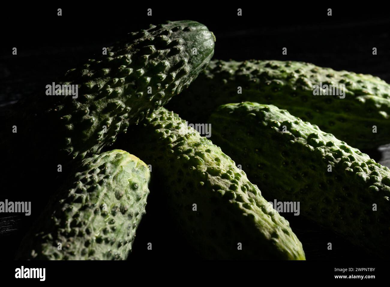 fresh pickling cucumber heap on black background Stock Photo