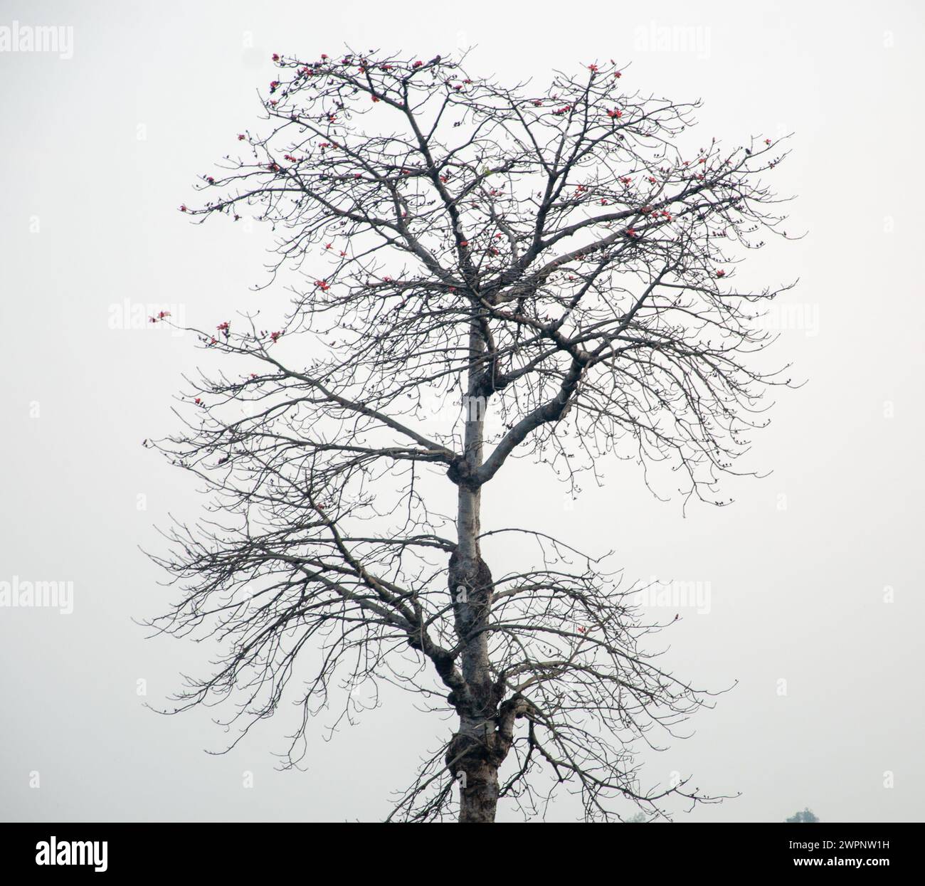Dark shot plant tree hi-res stock photography and images - Alamy