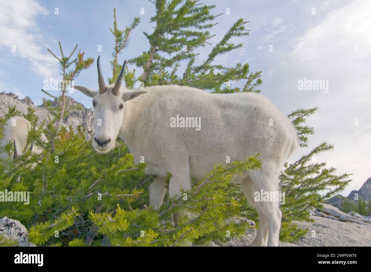 Mountain goat Oreamnos americanus in the Enchantments Alpine Lakes Wilderness Cascade Range western Washington State USA Stock Photo