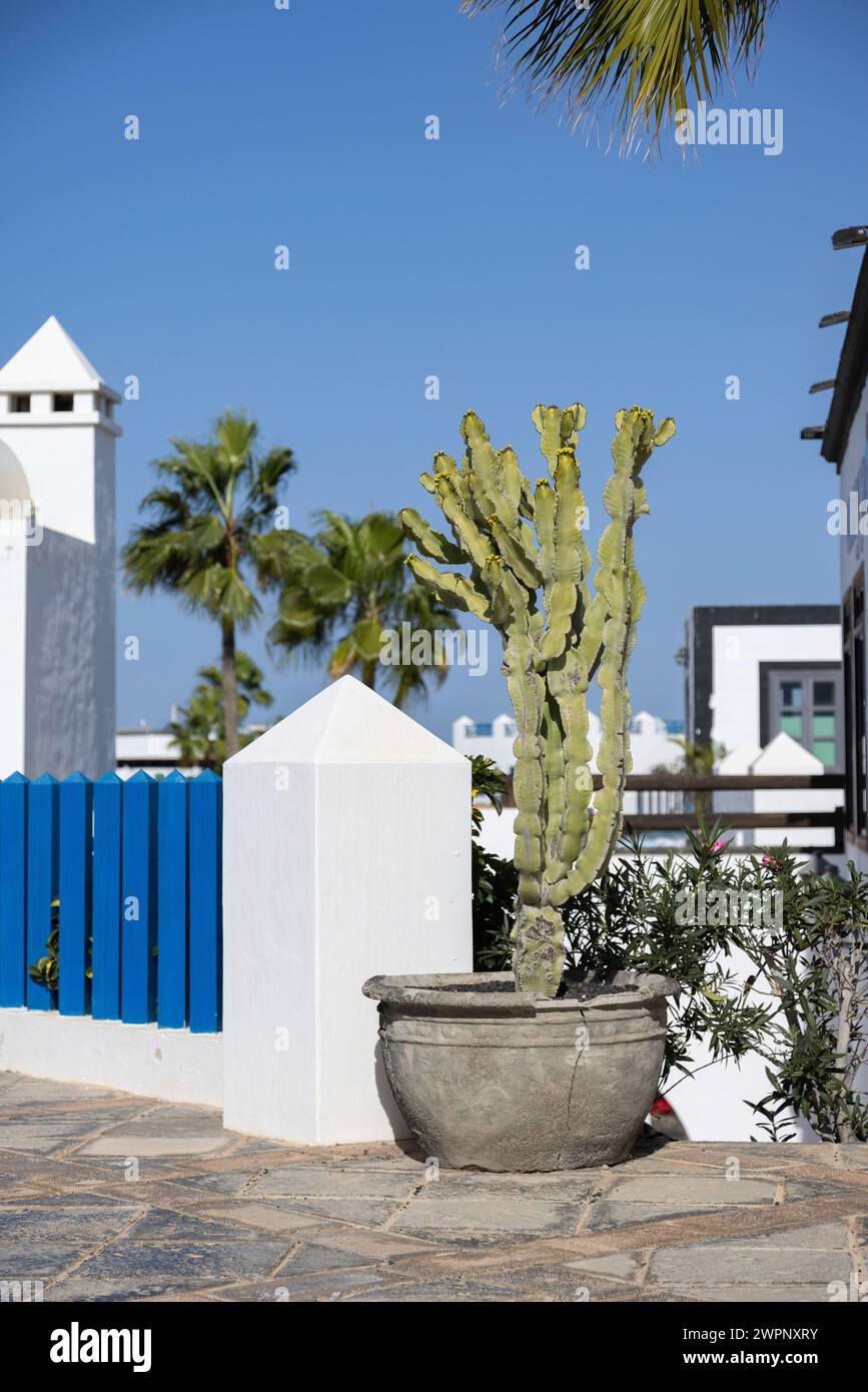 Large planter with a cactus at the Marina Rubicon, Playa Blanca on Lanzarote Stock Photo