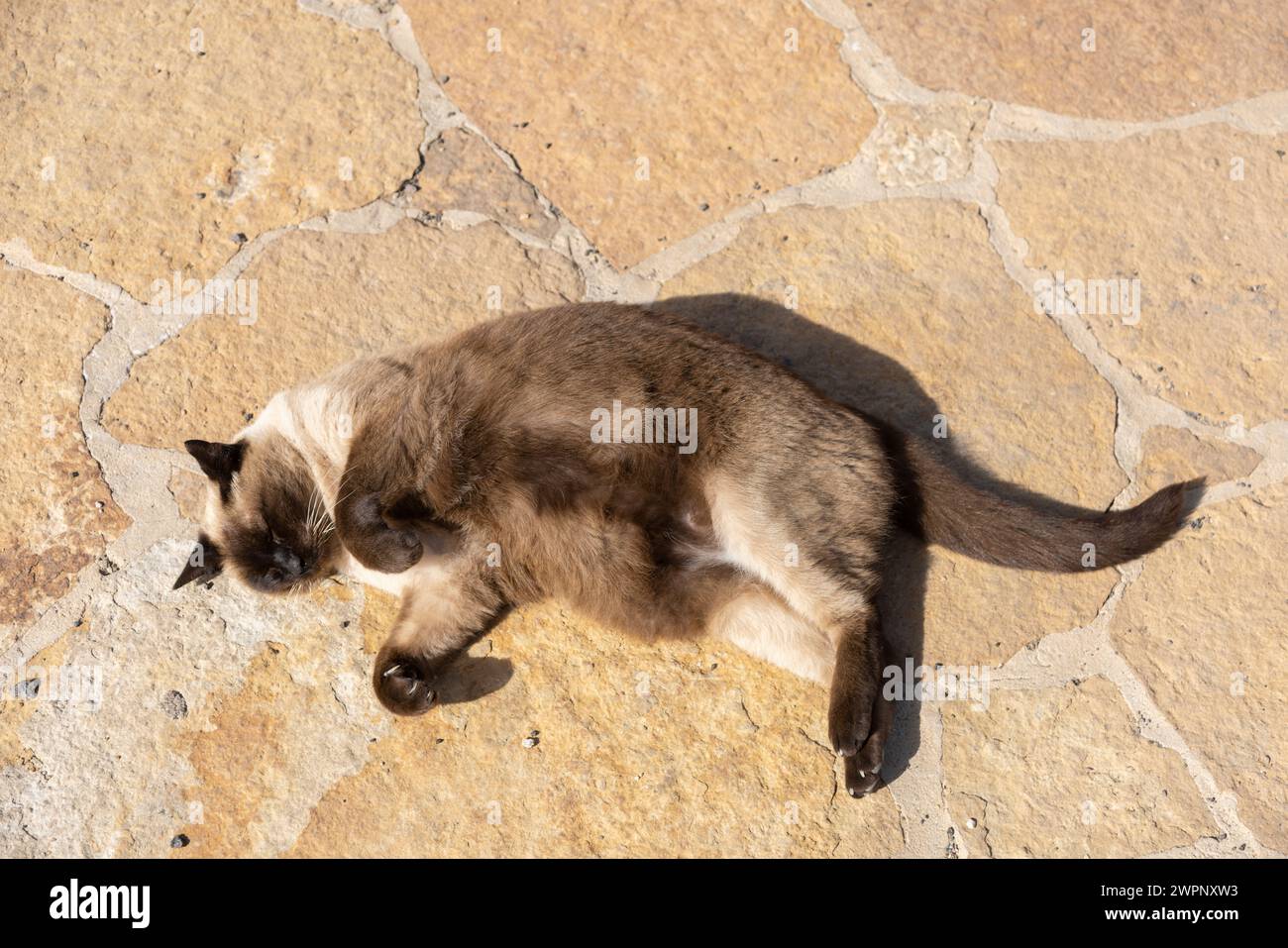 Cat lying on the ground and resting in the midday sun Stock Photo