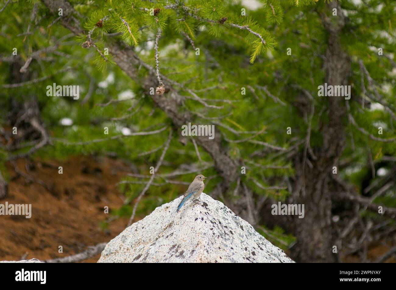 Western Mountain Bluebird Sialia currucoides perched near Larch trees Alpine Lakes Wilderness in Washington State USA Stock Photo