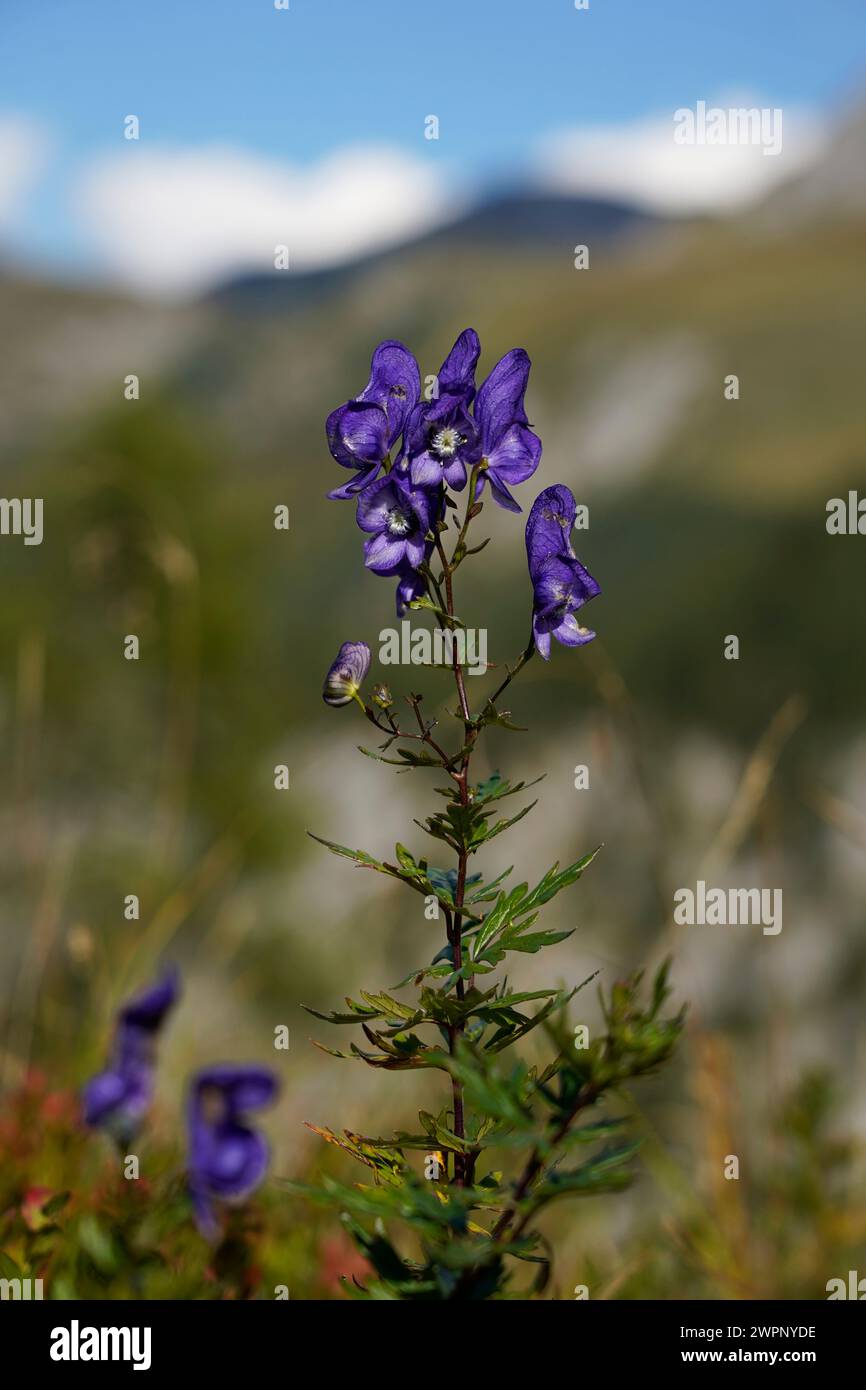 Germany, Bavaria, Upper Bavaria, Berchtesgadener Land, Gotzenalm, alpine flower, aconite, Aconitum napellus Stock Photo