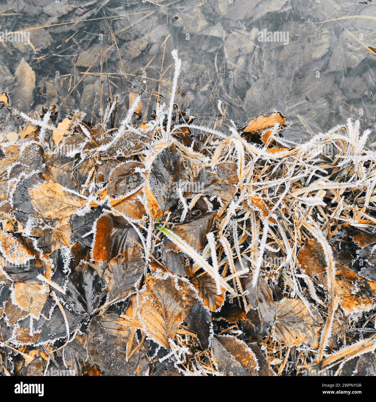 Grasses and leaves covered in hoarfrost at the edge of the water Stock Photo
