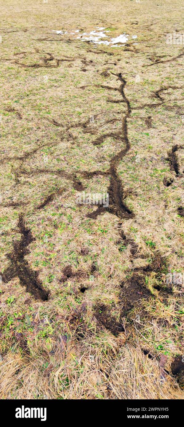 Vole tracks in agricultural land, unpopular with farmers Stock Photo