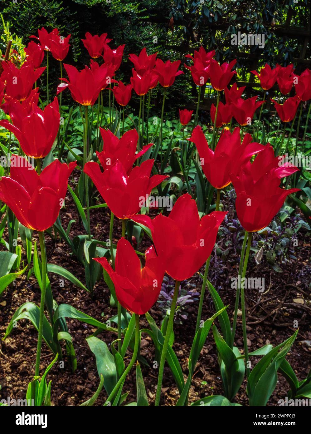 Brilliant intense red Tulipa 'Red shine' Lily-flowered tulip flowers growing in English garden in Spring, England, UK Stock Photo