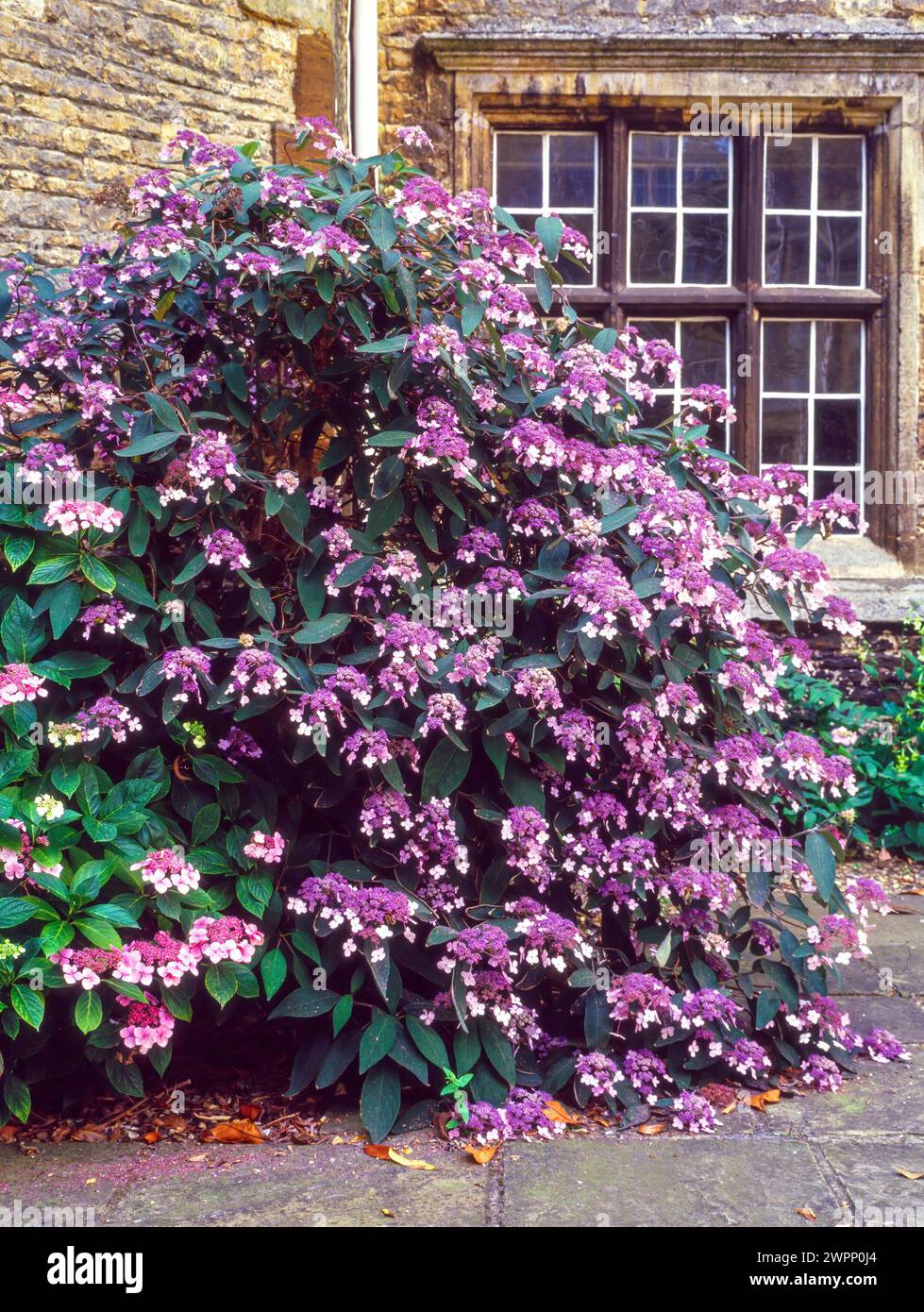 Hydrangea villosa 'Velvet and Lace' plant in full bloom Castle Ashby gardens, England, UK Stock Photo
