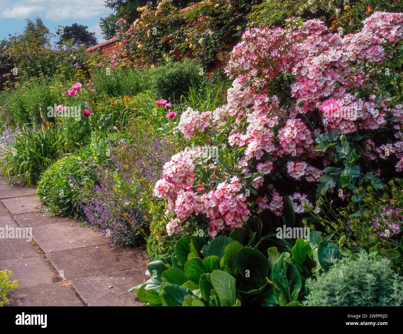 Deep herbaceous border with pink Rosa 'Ballerina' roses in bloom growing in old English walled garden with slabbed path, England, UK Stock Photo