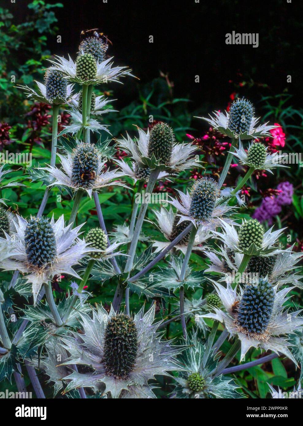 Colourful Eryngium (Sea Holly) flower heads with spiny bracts growing in English garden, England, UK Stock Photo