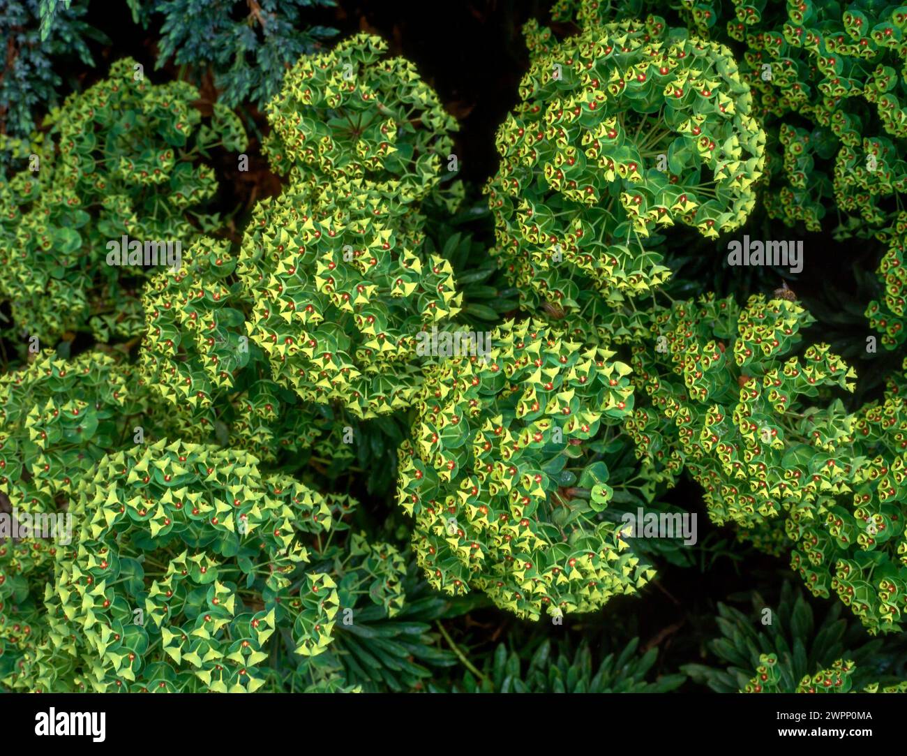 Looking down on bracts and flowers of Euphorbia martinii / martini spurge growing in English Garden, England, UK Stock Photo