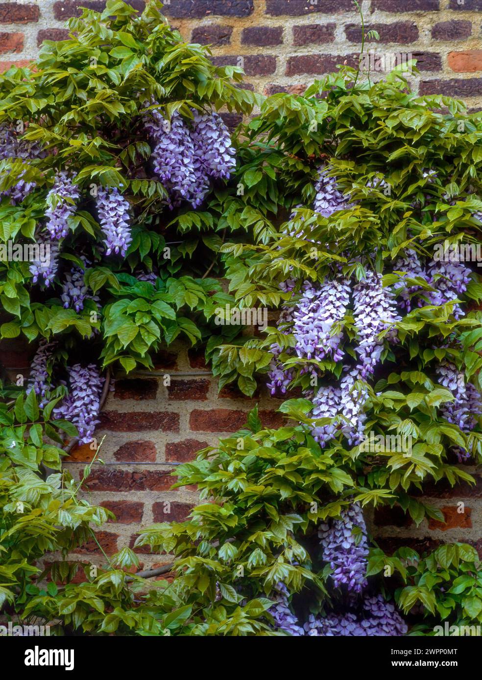 Wire trained Wisteria climber with lilac blue flowers growing against old flush pointed brown brick wall, England, UK Stock Photo