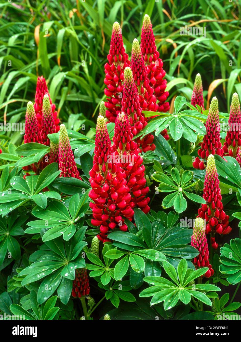 Bright red Lupin flowers (Lupinus 'My Castle') growing in English garden, England, UK Stock Photo